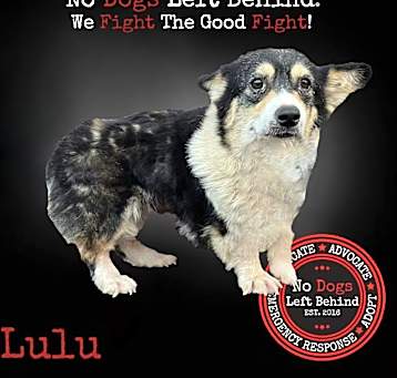 Photo of Lulu 3866