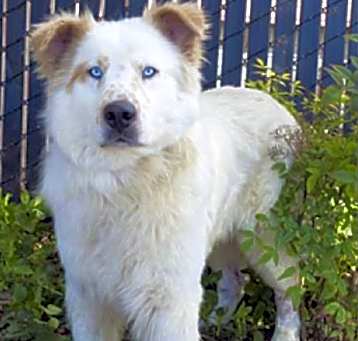 Photo of SHIRO
