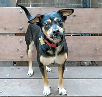 Photo of TIZZY
