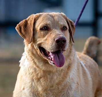Photo of Old Yeller JuM