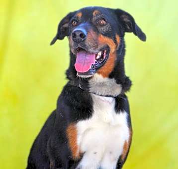 Photo of Fury JuM aka Rocky
