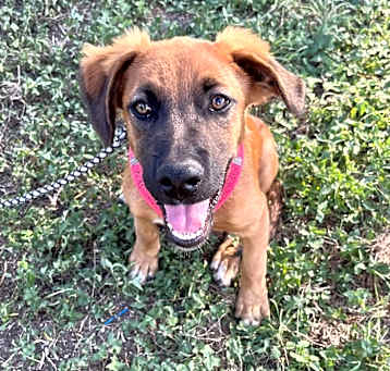 Photo of Hooti AH