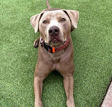 Photo of Murphy - PAWS