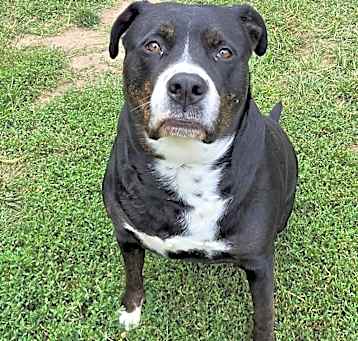 Photo of Timber Sue