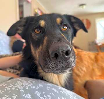Photo of Deuce