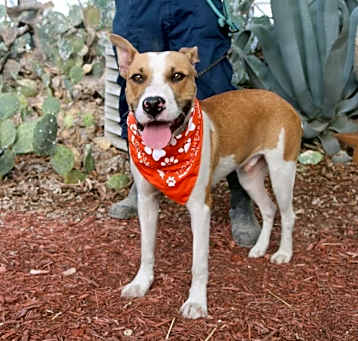 Photo of Bobby Darin (D.O.G.) JuM*
