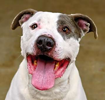 Photo of Roscoe/ Sylo