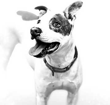 Photo of Louie