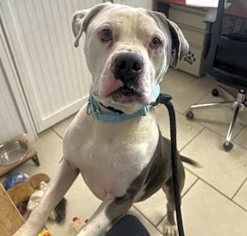 Photo of Apollo