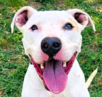 Photo of Goliath aka Chisholm DD