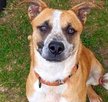 Photo of Brownie JuM