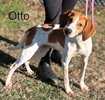 Photo of Otto