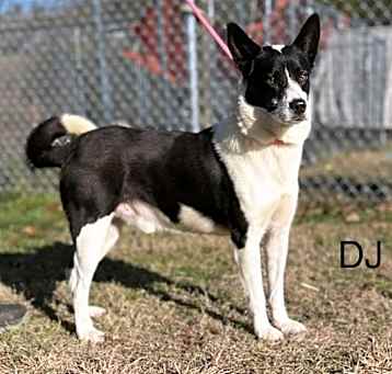 Photo of DJ