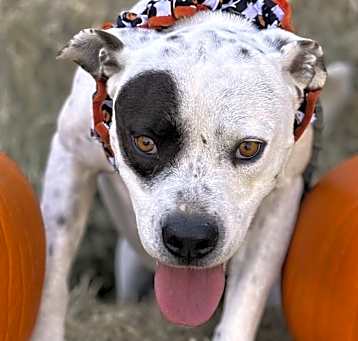 Photo of Bogey