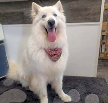 Photo of Lupo
