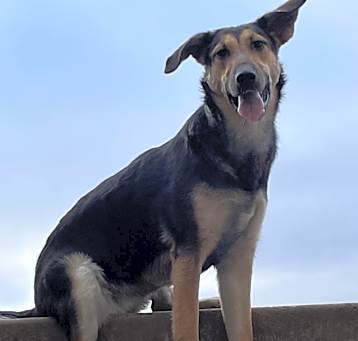 Photo of LACEY