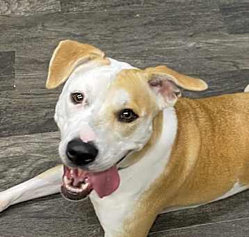 Photo of Pepper- GRADUATED FROM PAWS-IN-PRISON.
