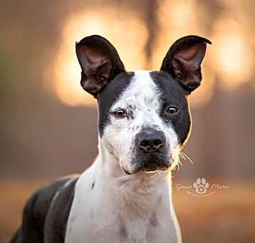 Photo of Indi