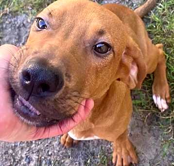 Photo of Emmet