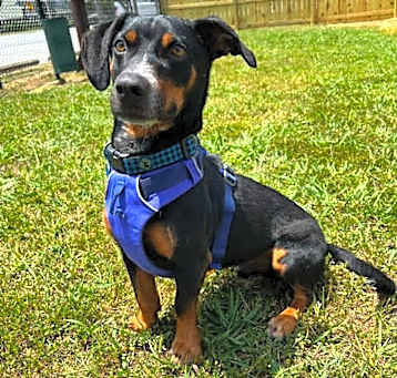 Photo of Huckleberry