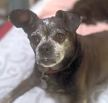 Photo of Snookie