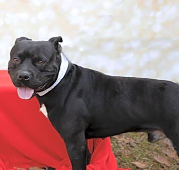 Photo of Buddy boy