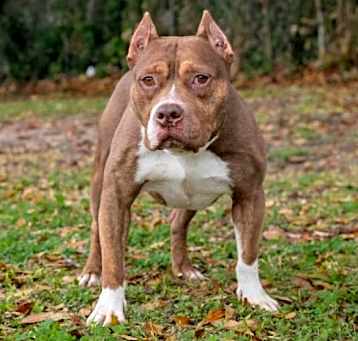 Photo of Shorty