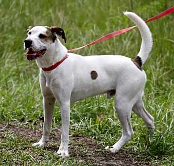 Photo of Buddy