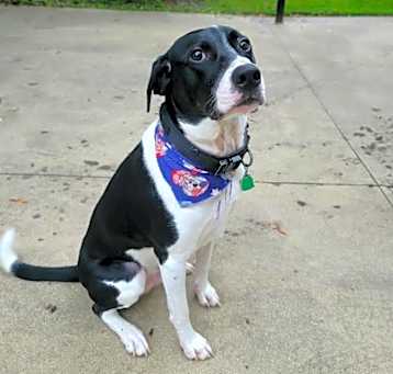 Photo of Copper