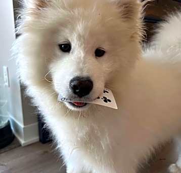 Photo of Lixue *Forever Foster*