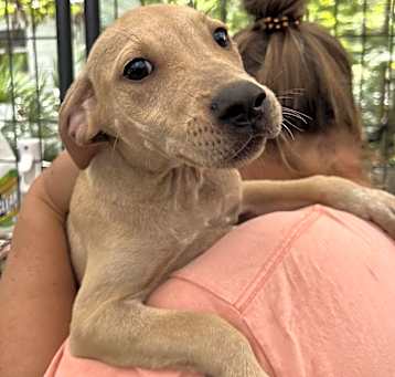 Photo of Cinnamon 2