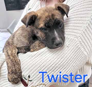 Photo of Twister