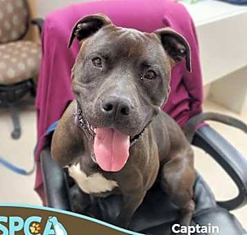 Photo of Captain