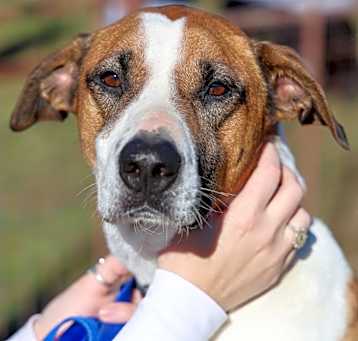 Photo of Chopper