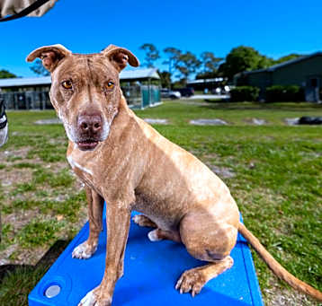 Photo of Rascal