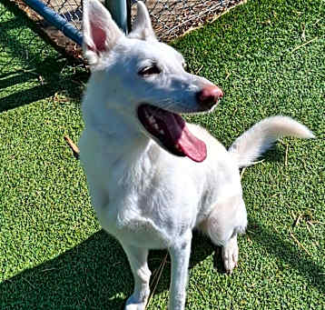 Photo of Snowball