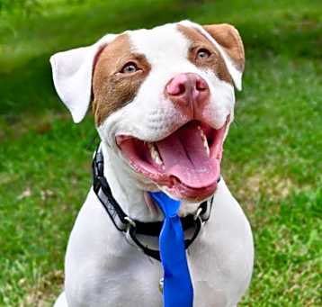 Photo of Samson