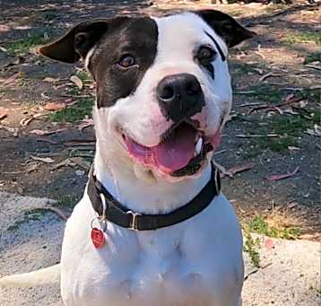 Photo of Harley