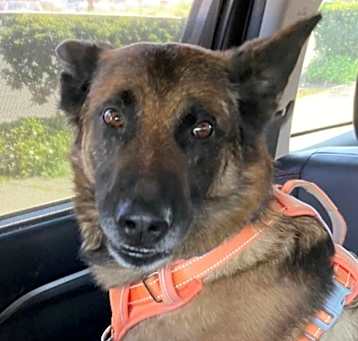 Photo of Nico (Len's Dog)