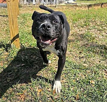 Photo of Ebony