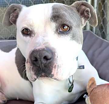 Photo of Nashville (Len's Dog)