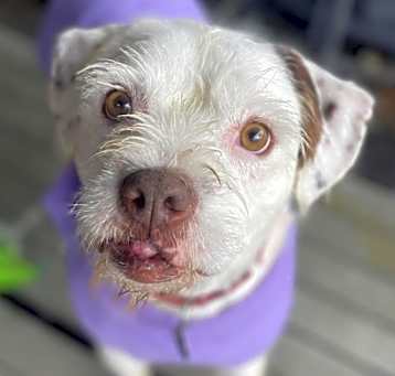Photo of Kirby