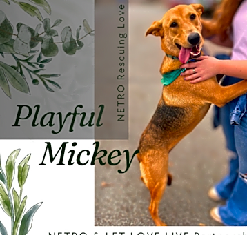 Photo of Mickey