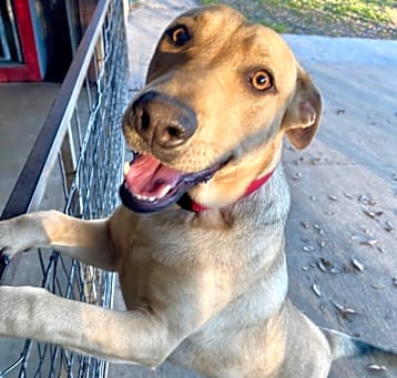 Photo of Rex