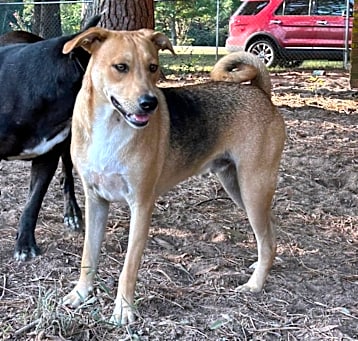 Photo of Rowdy