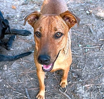 Photo of Rosie