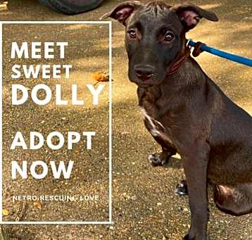 Photo of Dolly