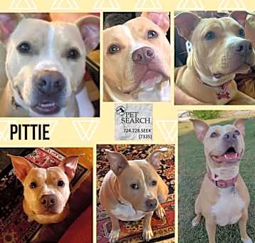 Photo of Pittie