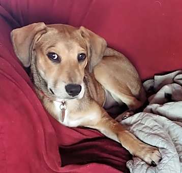Photo of Buzz