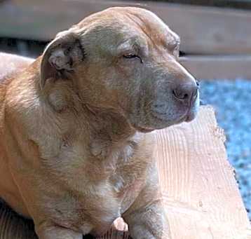 Photo of Sarabi